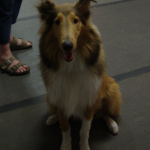 Rough Collie Desi