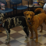 Huckleberry and Twyla