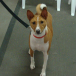 Basenji Luke