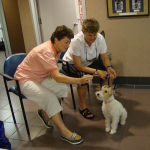 Beautiful Wire Fox Terrier Petey