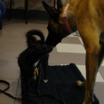 Long Haired Chihuahua Tasha Meets Gentle Giant Taz