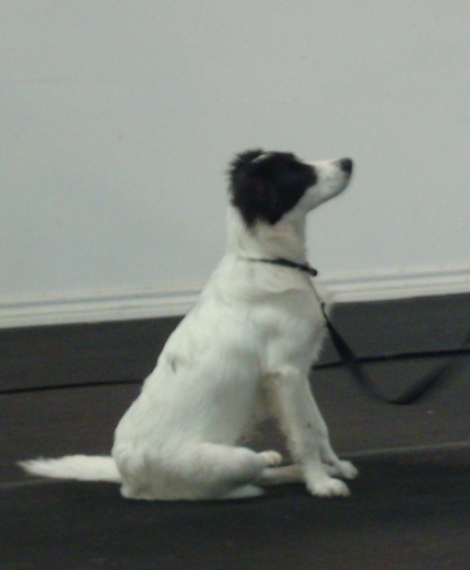 Good Dog Bandit