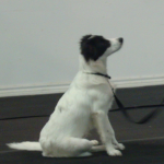 Good Dog Bandit