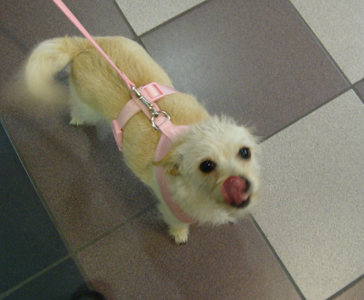 Katie Likes the Treats