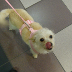 Katie Likes the Treats