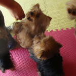 Yorkies Galore