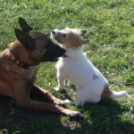 Jack Russell Terrier Baxter and Taz