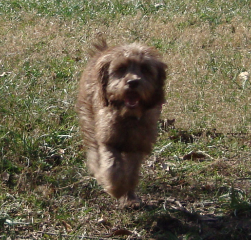 Boomer Mini Labradoodle