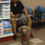 Weimaraner Cam Poses for the Camera