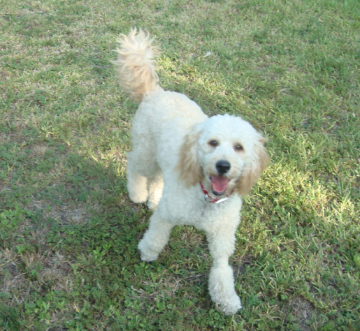 Mini Golden Doodle Gabby