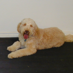 Goldendoodle Barkley Stays