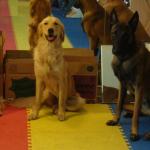 Sit Stay:  Goldens and Malinois
