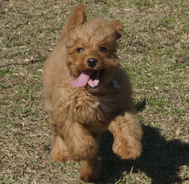 Richmond Dog and Puppy Obedience Training Classes serving Richmond ...