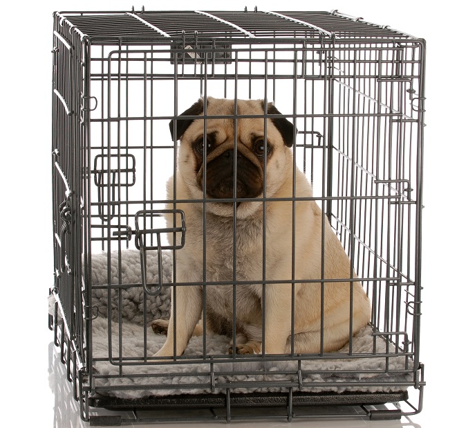pug crate puppy 101 house pug crate puppy 101 house