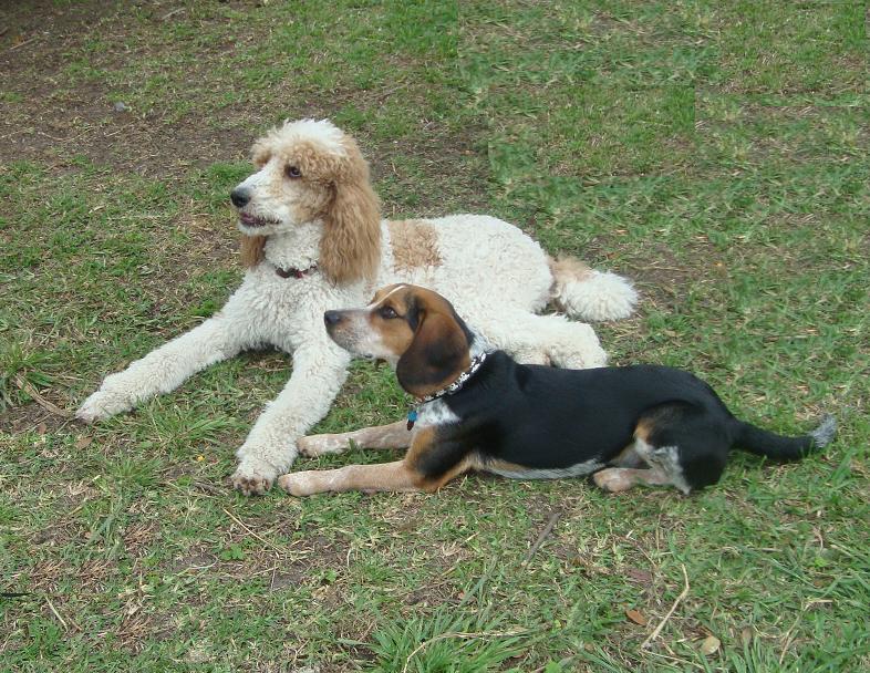 Dog Obedience Training Texas | Dog Obedience Training Hub